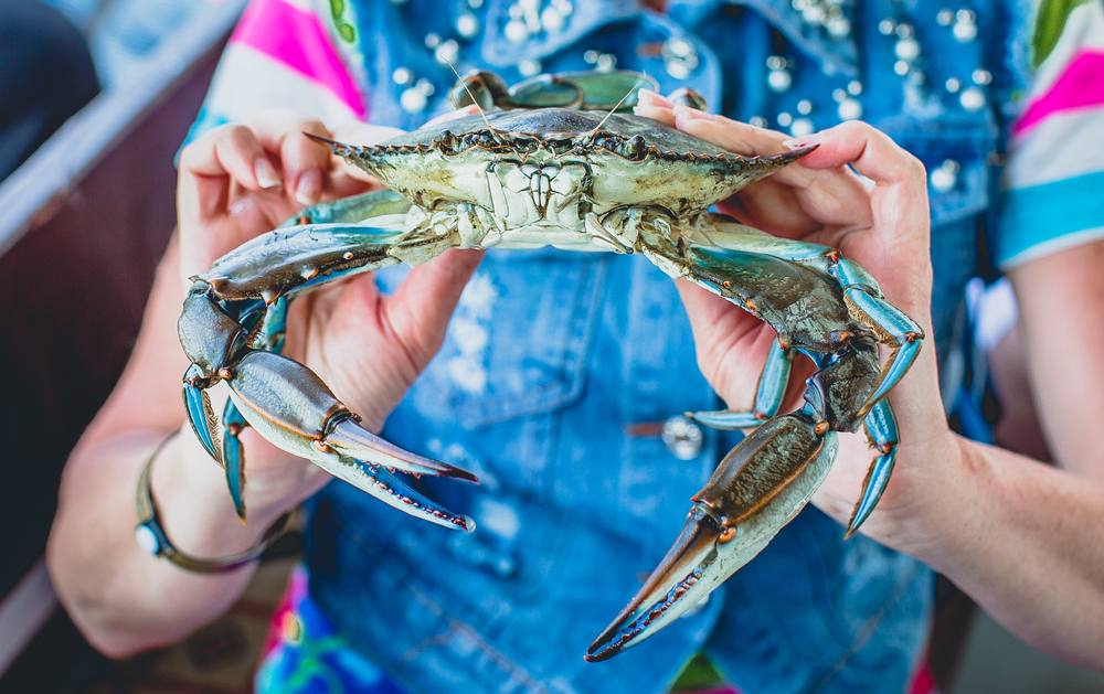 Plan a Visit to the World Famous Blue Crab Festival